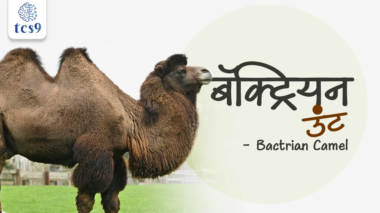 Republic Day Parade 2026 , Kartavya Path , Army’s Animal Contingent, double-humped camel , Ladakh, Nubra Valley, ships of the Silk Road, Indian Army, NDA EXAM, DEFENCE EXAM, CDS EXAM, Cold Desert ship, Critically Endangered , IUCN, world current affair, jagtik ghadamodi, world news, Chalu Ghadamodi 2025, Chalu Ghadamodi Marathi, Chalu Ghadamodi PDF Download, Chalu Ghadamodi Test Series, Chalu Ghadamodi Prashnottare, Mahatvachya Chalu Ghadamodi, Chalu Ghadamodi Sarav Prashna, Darrojchya Chalu Ghadamodi, Chalu Ghadamodi Marathi Masik, Talathi Chalu Ghadamodi 2025, Talathi Bharti Chalu Ghadamodi, Talathi Spardha Pariksha Chalu Ghadamodi, RRB Group D Chalu Ghadamodi Marathi, Railway Bharti Chalu Ghadamodi, RRB Sarav Prashna Chalu Ghadamodi, Maharashtra Police Bharti Chalu Ghadamodi, Police Bharti Chalu Ghadamodi Prashnottare, Maharashtra Police Chalu Ghadamodi 2025, SSC GD Chalu Ghadamodi Marathit, SSC Bharti Chalu Ghadamodi, SSC Prashnsancha Chalu Ghadamodi, Vanrakshak Bharti Chalu Ghadamodi, Vanrakshak Pariksha Chalu Ghadamodi, Vanrakshak Prashnapatrika Chalu Ghadamodi, Agniveer Bharti Chalu Ghadamodi 2025, Agniveer Spardha Pariksha Chalu Ghadamodi, Agniveer Sarav Prashna Chalu Ghadamodi, tcs chalu ghadamodi, ibps chalu ghadamodi, chalu Ghadamodi Marathi,   current Affair marathi madhe, 2024 cha chalu Ghadamodi,   police Bharti chalu Ghadamodi,   police Bharti prashnasanch,   police Bharti GK prashna,   Mpsc chalu Ghadamodi,   sarkari Naukri,   sarkari job,   sarkari yojna,   Maharashtra cha chalu Ghadamodi,   Maharashtra government yojna,   PSI syllabus, PSI cutoff,   police Bharti syllabus,   police Bharti cutoff,   police Bharti merit,   MPSC Sathi book,   MPSC Sathi pustak,   police Bharti Sathi pustak,   police Bharti magil prashnapatrika,   MPSC previous years question papers,   Mumbai police Bharti,   Mumbai police Bharti Lekhi kadhi ahe,   government GR,   police Bharti result,   MPSC result,   SSC GD merit,   sscgd syllabus,   army Bharti merit,   army Bharti result,   UPSC Marathi,   combine pariksha,   talathi,   talathi syllabus,   talathi cutoff,   talathi book list,   talathi result,   talathi merit, tcs mock test, tcs pattern, ibps pattern, tcs pyq, tcs sarav paper, tcs talathi paper, tcs pattern notes, tcs prashnasanch, tcs gk gs, tcs maths, tcs talathi,  talathi jaga kiti ahe,   saralseva exam,   saralseva pariksha,   saralseva result,   zilha parishad Bharti,   zilha parishad prashnapstrika, dinvishesh, Chalu Ghadamodi Marathi madhun, current Affair marathi madhe, headline-news, maharashtra-news, jhattpatt-batmya, pib, marathi batmya, government new channel, Pib, akashvani, the Hindu, Indian express, Loksatta, Lokmat, Dainik Bhaskar, sansad news, editorial, sampadkiya, vishleshan, Loksabha news, rajyasabha news, SSC GD notes, sscgd question papers, sscgd exam answer, results, SSC GD admit card, sscgd ground, exam centre, mpsc main answer writing, maharashtra police recruitment 2025, maharashtra police exam updates, maharashtra police bharti latest news, maharashtra police exam calendar 2025, maharashtra police exam syllabus pdf download, maharashtra police bharti exam pattern 2025, maharashtra police constable syllabus, physical test details maharashtra police, maharashtra police bharti admit card 2025, maharashtra police hall ticket download, maharashtra police exam admit card date, maharashtra police study material pdf, maharashtra police exam preparation tips, maharashtra police mock tests free, best books for maharashtra police exam, maharashtra police bharti previous year papers pdf, maharashtra police constable sample papers, maharashtra police si model question papers, maharashtra police eligibility criteria 2025, age limit for maharashtra police bharti, educational qualification maharashtra police, maharashtra police result 2025, maharashtra police merit list, maharashtra police exam cutoff marks, maharashtra police online application 2025, maharashtra police physical test details, document verification for maharashtra police bharti, maharashtra police recruitment 2024, maharashtra police exam calendar 2024, maharashtra police bharti exam pattern 2024, maharashtra police bharti admit card 2024, maharashtra police eligibility criteria 2024, maharashtra police result 2024, maharashtra police online application 2024, RRB Group D, Railway Group D, Railway Recruitment Board Group D, Railway Group D Exam, Railway Group Notification, Railway Group D Vacancy, Railway Group D Syllabus, Railway Group D Eligibility, Railway Group D Application, Railway Group D Admit Card, Railway Group D Result, Railway Group D Cut Off, Railway Group D Salary, Railway Group D Jobs, RRB Group D Study Material, RRB Group D Previous Papers,  RRB Group D Mock Tests, RRB Group D Exam Pattern, current Affair, General Science, GK, GS, General  Awareness, current  affairs marathi , Mathematics, General Intelligence and reasoning, RRB chalu Ghadamodi, RRB Group D marathi notes, samanya vinyan, samanya, nyan, railway notes marathi madhe, railway pagar, pagar ani bhatta, railway bharti notes marathi, railway bhartichi tayari kashi karaychi, railway bharti magil varshanche prashnapatrika, railway bhartipyq, railway bharti prashnasanch, railway bharti test paper, railwetvnokrichi sandhi, railway job, railway bharticha syllabus, railway bharti pattern, railway bharti imp prashn, railway bhartila vicharle janare prashn, competitive exam, spardha parisha, railway bharti online class, railway bharti class, railway bharti chi tayari kashi karaychi,  RRB Group D Syllabus, RRB Group D Previous Papers, RRB Group D Exam Pattern, RRB Group D Eligibility Criteria, RRB Group D Notification, RRB Group D Application, RRB Group D Admit Card, RRB Group D Result, RRB Group D Cut Off, RRB Group D Salary, RRB Group D Jobs, RRB Group D Coaching, RRB Group D Study Material, RRB Group D Mock Tests, Railway Group D Level 1, RRB Group D 2025, RRB Group D Level 1, RRB Group D Posts, RRB Group D Exam Pattern, RRB Group D Exam Date, RRB Group D Online Application, RRB Group D Previous Papers, RRB Group D Preparation Tips, RRB Group D Study Material, RRB Group D Coaching, RRB Group D Mock Tests, How to prepare for RRB Group D exam, RRB Group D exam syllabus 2025, RRB Group D eligibility criteria 2025, RRB Group D application form 2025, RRB Group D admit card download, RRB Group D result date 2025, RRB Group D cut off marks 2025, RRB Group D salary and allowances, Best books for RRB Group D exam, Online coaching for RRB Group D, Railway Group D , RRB Group D, Railway Jobs , Government Jobs, Railway Recruitment, RRB Group D Exam, Railway Group D Vacancy, RRB Group D Notification, Railway Group D Application, RRB Group D Salary, aajcha dinveshesh, suvichaar, jagtik dinveshsh, dinveshsh