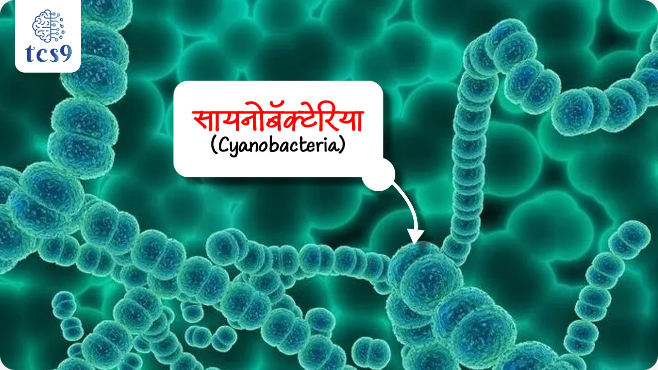 • IIT गुवाहाटीने सायनोबॅक्टेरिया (Cyanobacteria) नावाच्या लहान सूक्ष्मजीवांचा वापर करून पाण्यातील धोकादायक शिसे (Lead) काढण्याची एक किफायतशीर आणि पर्यावरणपूरक पद्धत विकसित केली आहे.
🧪 शोधात काय वापरले ?
• सायनोबॅक्टेरिया हे लहान निळे-हिरवे सूक्ष्मजीव आहेत.
• ते पाण्यातील शिसे (Lead) स्वतःकडे खेचून घेतात.
💧 ही पद्धत कशी काम करते ?
• सायनोबॅक्टेरिया एक चिकट पदार्थ तयार करतात ज्याला EPS म्हणतात.
• हा Exopolysaccharides (EPS) पाण्यातील Lead ला चिकटून ते त्याला वेगळे करतो.
• प्रयोगांमध्ये 92 % पेक्षा जास्त शिसे (Lead) हटवणे शक्य झाले.
🌱 ही पद्धत का महत्त्वाची आहे?
• अतिशय कमी खर्चात ही प्रक्रिया करता येते.
• यात कोणतेही धोकादायक रसायने लागत नाहीत.
• ही पद्धत पूर्णपणे पर्यावरणपूरक आहे.
• भविष्यात ग्रामीण भागात आणि औद्योगिक प्रदूषणग्रस्त भागांत मोठ्या प्रमाणात उपयोग होऊ शकतो.