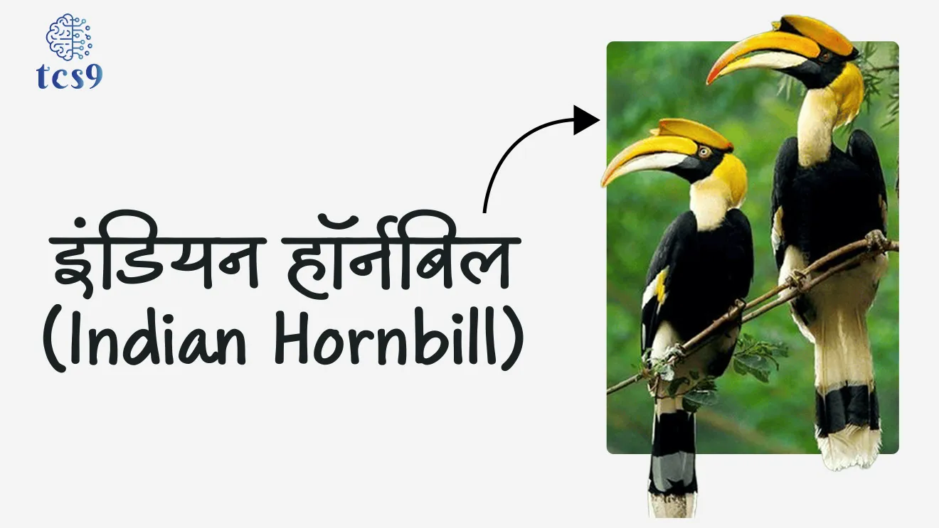 या सणाला हॉर्नबिल फेस्टिव्हल असे का म्हणतात ? 
• या सणाला “इंडियन हॉर्नबिल” या पक्ष्याचे नाव देण्यात आले आहे, जो राज्यातील बहुतेक जमातींच्या लोककथांमध्ये प्रदर्शित केला जातो.
• इंडियन हॉर्नबिल या पक्षाला धनेश असे म्हटले जाते.
• पूर्वीपासून नागा लोक धनेश या पक्षाला जंगलाचा राखणदार मानत आले आहेत. 
• त्याची शिंगाच्या आकाराची चोच आणि काळी-पांढरी लांबलचक पिसे यांना नागा संस्कृतीत अनन्यसाधारण महत्त्व आहे.