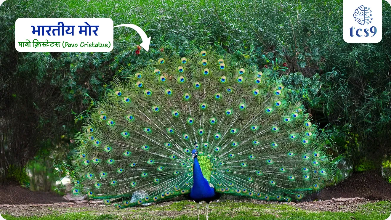 भारताचा राष्ट्रीय पक्षी कोणता ?
• भारताचा राष्ट्रीय पक्षी भारतीय मोर(Indian Peacock) हा आहे.
• याचे वैज्ञानिक नाव पावो क्रिस्टेटस (Pavo cristatus) हे आहे.
• 1963 साली सांस्कृतिक, धार्मिक आणि पर्यावरणीय महत्त्वामुळे मोराला राष्ट्रीय पक्षी घोषित करण्यात आले.