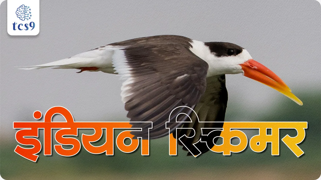 new conservation project to protect the endangered Indian Skimmer, Indian Skimmer, IUCN status, conservation, Bombay Natural History Society, National Mission for Clean Ganga,  paryavaran notes, environment notes,vanrakshak bharti, forest guard, paryavaran, pakshi sanvardhan, world current affair, jagtik ghadamodi, world news, Chalu Ghadamodi 2025, Chalu Ghadamodi Marathi, Chalu Ghadamodi PDF Download, Chalu Ghadamodi Test Series, Chalu Ghadamodi Prashnottare, Mahatvachya Chalu Ghadamodi, Chalu Ghadamodi Sarav Prashna, Darrojchya Chalu Ghadamodi, Chalu Ghadamodi Marathi Masik, Talathi Chalu Ghadamodi 2025, Talathi Bharti Chalu Ghadamodi, Talathi Spardha Pariksha Chalu Ghadamodi, RRB Group D Chalu Ghadamodi Marathi, Railway Bharti Chalu Ghadamodi, RRB Sarav Prashna Chalu Ghadamodi, Maharashtra Police Bharti Chalu Ghadamodi, Police Bharti Chalu Ghadamodi Prashnottare, Maharashtra Police Chalu Ghadamodi 2025, SSC GD Chalu Ghadamodi Marathit, SSC Bharti Chalu Ghadamodi, SSC Prashnsancha Chalu Ghadamodi, Vanrakshak Bharti Chalu Ghadamodi, Vanrakshak Pariksha Chalu Ghadamodi, Vanrakshak Prashnapatrika Chalu Ghadamodi, Agniveer Bharti Chalu Ghadamodi 2025, Agniveer Spardha Pariksha Chalu Ghadamodi, Agniveer Sarav Prashna Chalu Ghadamodi, tcs chalu ghadamodi, ibps chalu ghadamodi, chalu Ghadamodi Marathi,   current Affair marathi madhe, 2024 cha chalu Ghadamodi,   police Bharti chalu Ghadamodi,   police Bharti prashnasanch,   police Bharti GK prashna,   Mpsc chalu Ghadamodi,   sarkari Naukri,   sarkari job,   sarkari yojna,   Maharashtra cha chalu Ghadamodi,   Maharashtra government yojna,   PSI syllabus, PSI cutoff,   police Bharti syllabus,   police Bharti cutoff,   police Bharti merit,   MPSC Sathi book,   MPSC Sathi pustak,   police Bharti Sathi pustak,   police Bharti magil prashnapatrika,   MPSC previous years question papers,   Mumbai police Bharti,   Mumbai police Bharti Lekhi kadhi ahe,   government GR,   police Bharti result,   MPSC result,   SSC GD merit,   sscgd syllabus,   army Bharti merit,   army Bharti result,   UPSC Marathi,   combine pariksha,   talathi,   talathi syllabus,   talathi cutoff,   talathi book list,   talathi result,   talathi merit, tcs mock test, tcs pattern, ibps pattern, tcs pyq, tcs sarav paper, tcs talathi paper, tcs pattern notes, tcs prashnasanch, tcs gk gs, tcs maths, tcs talathi,  talathi jaga kiti ahe,   saralseva exam,   saralseva pariksha,   saralseva result,   zilha parishad Bharti,   zilha parishad prashnapstrika, dinvishesh, Chalu Ghadamodi Marathi madhun, current Affair marathi madhe, headline-news, maharashtra-news, jhattpatt-batmya, pib, marathi batmya, government new channel, Pib, akashvani, the Hindu, Indian express, Loksatta, Lokmat, Dainik Bhaskar, sansad news, editorial, sampadkiya, vishleshan, Loksabha news, rajyasabha news, SSC GD notes, sscgd question papers, sscgd exam answer, results, SSC GD admit card, sscgd ground, exam centre, mpsc main answer writing, maharashtra police recruitment 2025, maharashtra police exam updates, maharashtra police bharti latest news, maharashtra police exam calendar 2025, maharashtra police exam syllabus pdf download, maharashtra police bharti exam pattern 2025, maharashtra police constable syllabus, physical test details maharashtra police, maharashtra police bharti admit card 2025, maharashtra police hall ticket download, maharashtra police exam admit card date, maharashtra police study material pdf, maharashtra police exam preparation tips, maharashtra police mock tests free, best books for maharashtra police exam, maharashtra police bharti previous year papers pdf, maharashtra police constable sample papers, maharashtra police si model question papers, maharashtra police eligibility criteria 2025, age limit for maharashtra police bharti, educational qualification maharashtra police, maharashtra police result 2025, maharashtra police merit list, maharashtra police exam cutoff marks, maharashtra police online application 2025, maharashtra police physical test details, document verification for maharashtra police bharti, maharashtra police recruitment 2024, maharashtra police exam calendar 2024, maharashtra police bharti exam pattern 2024, maharashtra police bharti admit card 2024, maharashtra police eligibility criteria 2024, maharashtra police result 2024, maharashtra police online application 2024, RRB Group D, Railway Group D, Railway Recruitment Board Group D, Railway Group D Exam, Railway Group Notification, Railway Group D Vacancy, Railway Group D Syllabus, Railway Group D Eligibility, Railway Group D Application, Railway Group D Admit Card, Railway Group D Result, Railway Group D Cut Off, Railway Group D Salary, Railway Group D Jobs, RRB Group D Study Material, RRB Group D Previous Papers,  RRB Group D Mock Tests, RRB Group D Exam Pattern, current Affair, General Science, GK, GS, General  Awareness, current  affairs marathi , Mathematics, General Intelligence and reasoning, RRB chalu Ghadamodi, RRB Group D marathi notes, samanya vinyan, samanya, nyan, railway notes marathi madhe, railway pagar, pagar ani bhatta, railway bharti notes marathi, railway bhartichi tayari kashi karaychi, railway bharti magil varshanche prashnapatrika, railway bhartipyq, railway bharti prashnasanch, railway bharti test paper, railwetvnokrichi sandhi, railway job, railway bharticha syllabus, railway bharti pattern, railway bharti imp prashn, railway bhartila vicharle janare prashn, competitive exam, spardha parisha, railway bharti online class, railway bharti class, railway bharti chi tayari kashi karaychi,  RRB Group D Syllabus, RRB Group D Previous Papers, RRB Group D Exam Pattern, RRB Group D Eligibility Criteria, RRB Group D Notification, RRB Group D Application, RRB Group D Admit Card, RRB Group D Result, RRB Group D Cut Off, RRB Group D Salary, RRB Group D Jobs, RRB Group D Coaching, RRB Group D Study Material, RRB Group D Mock Tests, Railway Group D Level 1, RRB Group D 2025, RRB Group D Level 1, RRB Group D Posts, RRB Group D Exam Pattern, RRB Group D Exam Date, RRB Group D Online Application, RRB Group D Previous Papers, RRB Group D Preparation Tips, RRB Group D Study Material, RRB Group D Coaching, RRB Group D Mock Tests, How to prepare for RRB Group D exam, RRB Group D exam syllabus 2025, RRB Group D eligibility criteria 2025, RRB Group D application form 2025, RRB Group D admit card download, RRB Group D result date 2025, RRB Group D cut off marks 2025, RRB Group D salary and allowances, Best books for RRB Group D exam, Online coaching for RRB Group D, Railway Group D , RRB Group D, Railway Jobs , Government Jobs, Railway Recruitment, RRB Group D Exam, Railway Group D Vacancy, RRB Group D Notification, Railway Group D Application, RRB Group D Salary, aajcha dinveshesh, suvichaar, jagtik dinveshsh, dinveshsh