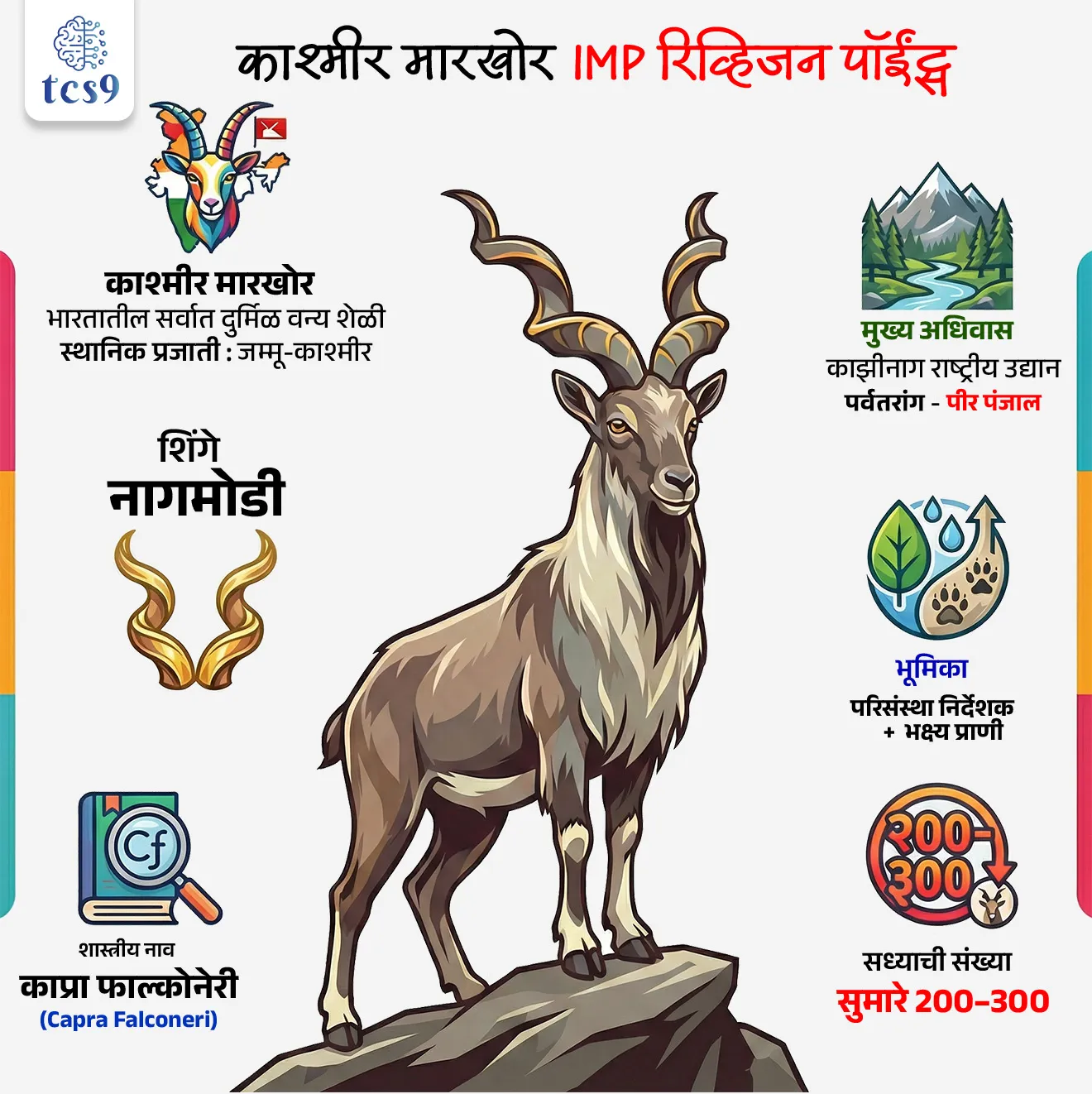 बातमी काय ?
• भारतामधील सर्वात दुर्मिळ वन्य शेळी म्हणून ओळखल्या जाणाऱ्या काश्मीर मारखोर प्रजातीला सध्या स्थानिक नामशेष होण्याचा गंभीर धोका निर्माण झाला आहे. 

 काश्मीर मारखोर म्हणजे काय ?
• काश्मीर मारखोर ही मारखोर (Capra falconeri) या वन्य शेळीची उपप्रजाती आहे.
• "मारखोर" हे नाव प्राचीन लोककथांवर आधारित पर्शियन भाषेतून आले आहे ज्याचा अर्थ "साप मारणारा" असा होतो.
• उंच डोंगराळ भागात राहणारा हा प्राणी मोठ्या आकाराचा, बलवान आणि अतिशय चपळ आहे. 
• त्याची नागमोडी शिंगे आणि खडकाळ कड्यांवर सहज हालचाल करण्याची क्षमता यांमुळे तो वेगळा ठरतो. 
• भारतात ही उपप्रजाती फक्त जम्मू-काश्मीरमध्येच आढळते.

हा विषय चिंतेचा का आहे ?

• काश्मीर मारखोर अधिवास अत्यंत मर्यादित असल्याने त्यांची संख्या घटणे म्हणजे भारतातच या प्रजातीचा नाश होण्याचा धोका वाढणे होय.
• उपलब्ध माहितीनुसार भारतात केवळ 200 ते 300 काश्मीर मारखोर उरले असून, त्यांचा बहुतांश अधिवास जम्मू-काश्मीरमधील काझीनाग राष्ट्रीय उद्यान (Kazinag National Park) परिसरापुरताच मर्यादित राहिला आहे. 
• ही स्थिती पर्वतीय जैवविविधतेच्या दृष्टीने चिंताजनक मानली जाते.

मारखोर ची संख्या कमी का होत आहेत ?
• मारखोर बकरीची त्यांच्या शिंगांसाठी बेकायदेशीर शिकार केली जाते.
• मानवी हस्तक्षेपामुळे त्यांच्या अधिवास नष्ट होणे.
• हवामानातील बदल
• अन्नासाठी स्पर्धा या काही प्रमुख कारणांमुळे त्यांची संख्या कमी होत आहे.

अधिवास आणि वितरण : 

• काश्मीर मारखोर प्रामुख्याने पीर पंजाल पर्वतरांगांतील उंच, खडकाळ भागात आढळतो. 
• तो काझीनाग राष्ट्रीय उद्यानाबरोबरच हिरपोरा वन्यजीव अभयारण्य, तट्टाकुटी वन्यजीव अभयारण्य आणि खरा गली संवर्धन राखीव क्षेत्र येथेही आढळतो. 
• खडकाळ कडे, उघडी जंगले आणि अल्पाइन कुरणे हे त्याचे नैसर्गिक अधिवास आहेत.

आहार व परिसंस्थेतील भूमिका : 

• काश्मीर मारखोर शाकाहारी असून तो गवत, औषधी वनस्पती, झुडपे, पाने आणि फांद्या खातो. 
• यामुळे पर्वतीय भागातील वनस्पतींची अतिवाढ नियंत्रित राहते आणि मातीची गुणवत्ता टिकून राहते.
•  तसेच, तो हिमचित्ता, बिबट्या आणि लांडगा यांसारख्या भक्षकांसाठी महत्त्वाचा भक्ष्य प्राणी असल्याने अन्नसाखळीतील त्याची भूमिका अत्यंत महत्त्वाची आहे.

पर्यावरणीय महत्त्व :
• काश्मीर मारखोर परिसंस्था निर्देशक प्राणी (ecological indicator) मानले जाते. 
• या प्रजातीची लोकसंख्या निरोगी असेल तर पर्वतीय परिसंस्था संतुलित असल्याचे सूचित होते. 
• त्यामुळे या प्रजातीचे संवर्धन म्हणजे संपूर्ण पर्वतीय परिसंस्थेचे (mountain ecosystem) संरक्षण होय.

मारखोर बकरीचे संवर्धन : 
• आंतरराष्ट्रीय निसर्गं संवर्धन संघटेच्या लाल यादीत (IUCN Red List) जवळपास धोक्यात (Near Threatened) या श्रेणींमध्ये मारखोर शेळीची नोंद करण्यात आली आहे.
• मारखोर बकरीची वन्यजीव संरक्षण कायदा, १९७२ मध्ये अनुसूची १ मध्ये नोंद आहे.


🔑 परीक्षेच्या दृष्टीने IMP रिव्हिजन पॉईंट्स :
• काश्मीर मारखोर = भारतातील सर्वात दुर्मिळ वन्य शेळी
• शास्त्रीय नाव = काप्रा फाल्कोनेरी (Capra falconeri)
• स्थानिक प्रजाती = फक्त जम्मू-काश्मीर
• मुख्य अधिवास = काझीनाग राष्ट्रीय उद्यान
• पर्वतरांग = पीर पंजाल
• शिंगे = नागमोडी
• भूमिका = परिसंस्था निर्देशक + भक्ष्य प्राणी
• सध्याची संख्या = सुमारे 200–300