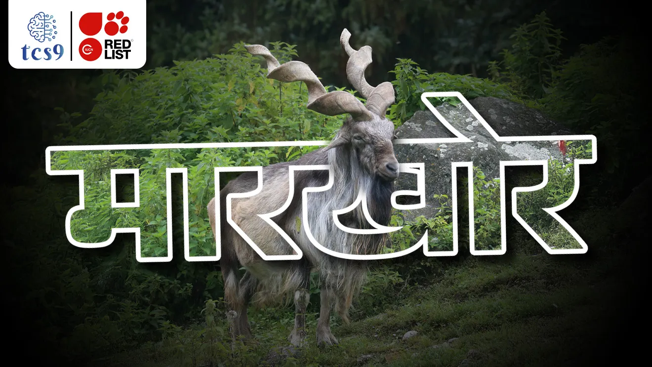 [ Markhor Goat, Markhor Sheli, Markhor bakri, Markhor Sheli kothe adhalte, paryavaran notes marathi madhe, environment, IUCN Red List, vanyajiv sanvrakshan kayda, Capra falconeri, bhartatil sanrakshit prani, Wildlife conservation act, tcs chalu ghadamodi, ibps chalu ghadamodi, current Affair,  chalu Ghadamodi Marathi,   current Affair marathi madhe, 2024 cha chalu Ghadamodi,   police Bharti chalu Ghadamodi,   police Bharti prashnasanch,   police Bharti GK prashna,   Mpsc chalu Ghadamodi,   sarkari Naukri,   sarkari job,   sarkari yojna,   Maharashtra cha chalu Ghadamodi,   Maharashtra government yojna,   PSI syllabus, PSI cutoff,   police Bharti syllabus,   police Bharti cutoff,   police Bharti merit,   MPSC Sathi book,   MPSC Sathi pustak,   police Bharti Sathi pustak,   police Bharti magil prashnapatrika,   MPSC previous years question papers,   Mumbai police Bharti,   Mumbai police Bharti Lekhi kadhi ahe,   government GR,   police Bharti result,   MPSC result,   SSC GD merit,   sscgd syllabus,   army Bharti merit,   army Bharti result,   UPSC Marathi,   combine pariksha,   talathi,   talathi syllabus,   talathi cutoff,   talathi book list,   talathi result,   talathi merit,   talathi jaga kiti ahe,   saralseva exam,   saralseva pariksha,   saralseva result,   zilha parishad Bharti,   zilha parishad prashnapstrika, dinvishesh, Chalu Ghadamodi Marathi madhun, current Affair marathi madhe ]
