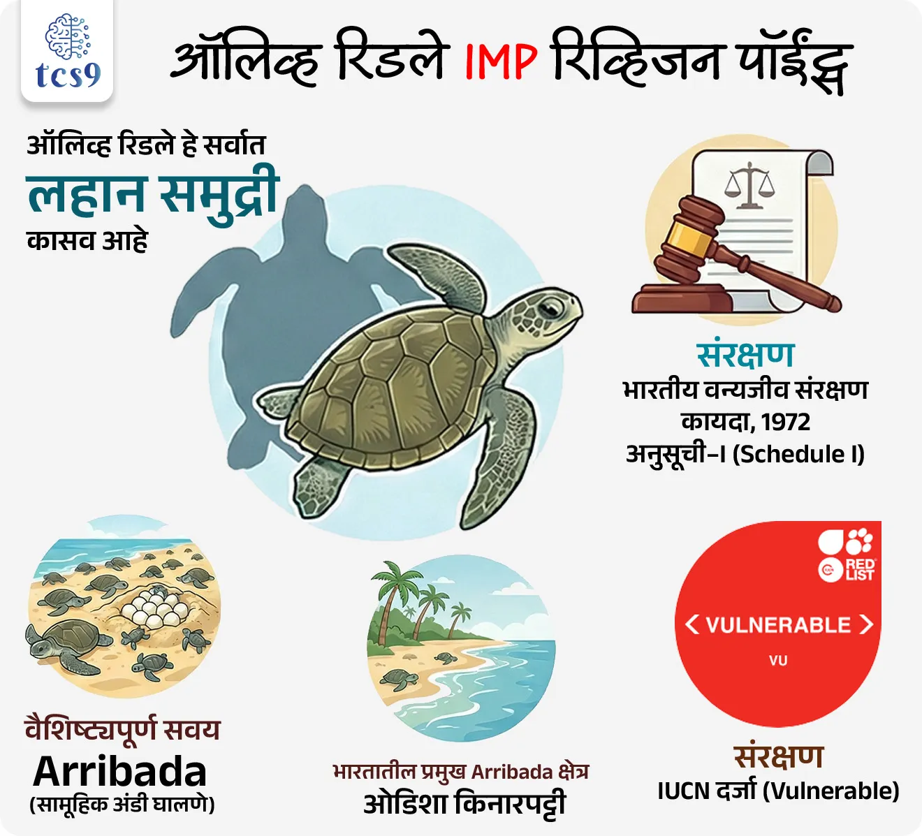 🔑 परीक्षेच्या दृष्टीने IMP रिव्हिजन पॉईंट्स : 
• ऑलिव्ह रिडले हे सर्वात लहान समुद्री कासव आहे
• वैशिष्ट्यपूर्ण सवय – Arribada (सामूहिक अंडी घालणे)
• भारतातील प्रमुख Arribada क्षेत्र – ओडिशा किनारपट्टी
• संरक्षण : IUCN दर्जा – Vulnerable
• संरक्षण : भारतीय वन्यजीव संरक्षण कायदा, 1972 – अनुसूची–I (Schedule I)