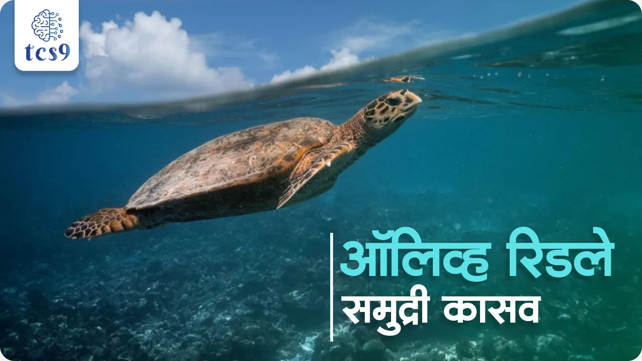 Olive Ridley Sea Turtles, Gahirmatha, Rushikulya, IUCN status, what is Arribada, Wildlife (Protection) Act, 1972, Environment, paryavaran notes, Wildlife protection, sea turtle, Odisha beach, world current affair, jagtik ghadamodi, world news, Chalu Ghadamodi 2025, Chalu Ghadamodi Marathi, Chalu Ghadamodi PDF Download, Chalu Ghadamodi Test Series, Chalu Ghadamodi Prashnottare, Mahatvachya Chalu Ghadamodi, Chalu Ghadamodi Sarav Prashna, Darrojchya Chalu Ghadamodi, Chalu Ghadamodi Marathi Masik, Talathi Chalu Ghadamodi 2025, Talathi Bharti Chalu Ghadamodi, Talathi Spardha Pariksha Chalu Ghadamodi, RRB Group D Chalu Ghadamodi Marathi, Railway Bharti Chalu Ghadamodi, RRB Sarav Prashna Chalu Ghadamodi, Maharashtra Police Bharti Chalu Ghadamodi, Police Bharti Chalu Ghadamodi Prashnottare, Maharashtra Police Chalu Ghadamodi 2025, SSC GD Chalu Ghadamodi Marathit, SSC Bharti Chalu Ghadamodi, SSC Prashnsancha Chalu Ghadamodi, Vanrakshak Bharti Chalu Ghadamodi, Vanrakshak Pariksha Chalu Ghadamodi, Vanrakshak Prashnapatrika Chalu Ghadamodi, Agniveer Bharti Chalu Ghadamodi 2025, Agniveer Spardha Pariksha Chalu Ghadamodi, Agniveer Sarav Prashna Chalu Ghadamodi, tcs chalu ghadamodi, ibps chalu ghadamodi, chalu Ghadamodi Marathi,   current Affair marathi madhe, 2024 cha chalu Ghadamodi,   police Bharti chalu Ghadamodi,   police Bharti prashnasanch,   police Bharti GK prashna,   Mpsc chalu Ghadamodi,   sarkari Naukri,   sarkari job,   sarkari yojna,   Maharashtra cha chalu Ghadamodi,   Maharashtra government yojna,   PSI syllabus, PSI cutoff,   police Bharti syllabus,   police Bharti cutoff,   police Bharti merit,   MPSC Sathi book,   MPSC Sathi pustak,   police Bharti Sathi pustak,   police Bharti magil prashnapatrika,   MPSC previous years question papers,   Mumbai police Bharti,   Mumbai police Bharti Lekhi kadhi ahe,   government GR,   police Bharti result,   MPSC result,   SSC GD merit,   sscgd syllabus,   army Bharti merit,   army Bharti result,   UPSC Marathi,   combine pariksha,   talathi,   talathi syllabus,   talathi cutoff,   talathi book list,   talathi result,   talathi merit, tcs mock test, tcs pattern, ibps pattern, tcs pyq, tcs sarav paper, tcs talathi paper, tcs pattern notes, tcs prashnasanch, tcs gk gs, tcs maths, tcs talathi,  talathi jaga kiti ahe,   saralseva exam,   saralseva pariksha,   saralseva result,   zilha parishad Bharti,   zilha parishad prashnapstrika, dinvishesh, Chalu Ghadamodi Marathi madhun, current Affair marathi madhe, headline-news, maharashtra-news, jhattpatt-batmya, pib, marathi batmya, government new channel, Pib, akashvani, the Hindu, Indian express, Loksatta, Lokmat, Dainik Bhaskar, sansad news, editorial, sampadkiya, vishleshan, Loksabha news, rajyasabha news, SSC GD notes, sscgd question papers, sscgd exam answer, results, SSC GD admit card, sscgd ground, exam centre, mpsc main answer writing, maharashtra police recruitment 2025, maharashtra police exam updates, maharashtra police bharti latest news, maharashtra police exam calendar 2025, maharashtra police exam syllabus pdf download, maharashtra police bharti exam pattern 2025, maharashtra police constable syllabus, physical test details maharashtra police, maharashtra police bharti admit card 2025, maharashtra police hall ticket download, maharashtra police exam admit card date, maharashtra police study material pdf, maharashtra police exam preparation tips, maharashtra police mock tests free, best books for maharashtra police exam, maharashtra police bharti previous year papers pdf, maharashtra police constable sample papers, maharashtra police si model question papers, maharashtra police eligibility criteria 2025, age limit for maharashtra police bharti, educational qualification maharashtra police, maharashtra police result 2025, maharashtra police merit list, maharashtra police exam cutoff marks, maharashtra police online application 2025, maharashtra police physical test details, document verification for maharashtra police bharti, maharashtra police recruitment 2024, maharashtra police exam calendar 2024, maharashtra police bharti exam pattern 2024, maharashtra police bharti admit card 2024, maharashtra police eligibility criteria 2024, maharashtra police result 2024, maharashtra police online application 2024, RRB Group D, Railway Group D, Railway Recruitment Board Group D, Railway Group D Exam, Railway Group Notification, Railway Group D Vacancy, Railway Group D Syllabus, Railway Group D Eligibility, Railway Group D Application, Railway Group D Admit Card, Railway Group D Result, Railway Group D Cut Off, Railway Group D Salary, Railway Group D Jobs, RRB Group D Study Material, RRB Group D Previous Papers,  RRB Group D Mock Tests, RRB Group D Exam Pattern, current Affair, General Science, GK, GS, General  Awareness, current  affairs marathi , Mathematics, General Intelligence and reasoning, RRB chalu Ghadamodi, RRB Group D marathi notes, samanya vinyan, samanya, nyan, railway notes marathi madhe, railway pagar, pagar ani bhatta, railway bharti notes marathi, railway bhartichi tayari kashi karaychi, railway bharti magil varshanche prashnapatrika, railway bhartipyq, railway bharti prashnasanch, railway bharti test paper, railwetvnokrichi sandhi, railway job, railway bharticha syllabus, railway bharti pattern, railway bharti imp prashn, railway bhartila vicharle janare prashn, competitive exam, spardha parisha, railway bharti online class, railway bharti class, railway bharti chi tayari kashi karaychi,  RRB Group D Syllabus, RRB Group D Previous Papers, RRB Group D Exam Pattern, RRB Group D Eligibility Criteria, RRB Group D Notification, RRB Group D Application, RRB Group D Admit Card, RRB Group D Result, RRB Group D Cut Off, RRB Group D Salary, RRB Group D Jobs, RRB Group D Coaching, RRB Group D Study Material, RRB Group D Mock Tests, Railway Group D Level 1, RRB Group D 2025, RRB Group D Level 1, RRB Group D Posts, RRB Group D Exam Pattern, RRB Group D Exam Date, RRB Group D Online Application, RRB Group D Previous Papers, RRB Group D Preparation Tips, RRB Group D Study Material, RRB Group D Coaching, RRB Group D Mock Tests, How to prepare for RRB Group D exam, RRB Group D exam syllabus 2025, RRB Group D eligibility criteria 2025, RRB Group D application form 2025, RRB Group D admit card download, RRB Group D result date 2025, RRB Group D cut off marks 2025, RRB Group D salary and allowances, Best books for RRB Group D exam, Online coaching for RRB Group D, Railway Group D , RRB Group D, Railway Jobs , Government Jobs, Railway Recruitment, RRB Group D Exam, Railway Group D Vacancy, RRB Group D Notification, Railway Group D Application, RRB Group D Salary, aajcha dinveshesh, suvichaar, jagtik dinveshsh, dinveshsh