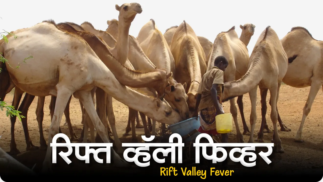 Rift Valley Fever, What is a Rift Valley fever?, What are the symptoms of Rift Valley Fever in humans?, What vector causes Rift Valley fever?, Is there a cure for Rift Valley fever?, What is another name for Rift Valley Fever?, Rift Valley Tap, Rift Valley Fever mhanje kay, Rift Valley Fever pahilyanda kothe adhalla, Rift Valley Fever chi lakshane konti,  World Health Organization, WHO, Rog ani Ajar, vinyan ani tantranyan, science and technology, science notes, world current affair, jagtik ghadamodi, world news, Chalu Ghadamodi 2025, Chalu Ghadamodi Marathi, Chalu Ghadamodi PDF Download, Chalu Ghadamodi Test Series, Chalu Ghadamodi Prashnottare, Mahatvachya Chalu Ghadamodi, Chalu Ghadamodi Sarav Prashna, Darrojchya Chalu Ghadamodi, Chalu Ghadamodi Marathi Masik, Talathi Chalu Ghadamodi 2025, Talathi Bharti Chalu Ghadamodi, Talathi Spardha Pariksha Chalu Ghadamodi, RRB Group D Chalu Ghadamodi Marathi, Railway Bharti Chalu Ghadamodi, RRB Sarav Prashna Chalu Ghadamodi, Maharashtra Police Bharti Chalu Ghadamodi, Police Bharti Chalu Ghadamodi Prashnottare, Maharashtra Police Chalu Ghadamodi 2025, SSC GD Chalu Ghadamodi Marathit, SSC Bharti Chalu Ghadamodi, SSC Prashnsancha Chalu Ghadamodi, Vanrakshak Bharti Chalu Ghadamodi, Vanrakshak Pariksha Chalu Ghadamodi, Vanrakshak Prashnapatrika Chalu Ghadamodi, Agniveer Bharti Chalu Ghadamodi 2025, Agniveer Spardha Pariksha Chalu Ghadamodi, Agniveer Sarav Prashna Chalu Ghadamodi, tcs chalu ghadamodi, ibps chalu ghadamodi, chalu Ghadamodi Marathi,   current Affair marathi madhe, 2024 cha chalu Ghadamodi,   police Bharti chalu Ghadamodi,   police Bharti prashnasanch,   police Bharti GK prashna,   Mpsc chalu Ghadamodi,   sarkari Naukri,   sarkari job,   sarkari yojna,   Maharashtra cha chalu Ghadamodi,   Maharashtra government yojna,   PSI syllabus, PSI cutoff,   police Bharti syllabus,   police Bharti cutoff,   police Bharti merit,   MPSC Sathi book,   MPSC Sathi pustak,   police Bharti Sathi pustak,   police Bharti magil prashnapatrika,   MPSC previous years question papers,   Mumbai police Bharti,   Mumbai police Bharti Lekhi kadhi ahe,   government GR,   police Bharti result,   MPSC result,   SSC GD merit,   sscgd syllabus,   army Bharti merit,   army Bharti result,   UPSC Marathi,   combine pariksha,   talathi,   talathi syllabus,   talathi cutoff,   talathi book list,   talathi result,   talathi merit, tcs mock test, tcs pattern, ibps pattern, tcs pyq, tcs sarav paper, tcs talathi paper, tcs pattern notes, tcs prashnasanch, tcs gk gs, tcs maths, tcs talathi,  talathi jaga kiti ahe,   saralseva exam,   saralseva pariksha,   saralseva result,   zilha parishad Bharti,   zilha parishad prashnapstrika, dinvishesh, Chalu Ghadamodi Marathi madhun, current Affair marathi madhe, headline-news, maharashtra-news, jhattpatt-batmya, pib, marathi batmya, government new channel, Pib, akashvani, the Hindu, Indian express, Loksatta, Lokmat, Dainik Bhaskar, sansad news, editorial, sampadkiya, vishleshan, Loksabha news, rajyasabha news, SSC GD notes, sscgd question papers, sscgd exam answer, results, SSC GD admit card, sscgd ground, exam centre, mpsc main answer writing, maharashtra police recruitment 2025, maharashtra police exam updates, maharashtra police bharti latest news, maharashtra police exam calendar 2025, maharashtra police exam syllabus pdf download, maharashtra police bharti exam pattern 2025, maharashtra police constable syllabus, physical test details maharashtra police, maharashtra police bharti admit card 2025, maharashtra police hall ticket download, maharashtra police exam admit card date, maharashtra police study material pdf, maharashtra police exam preparation tips, maharashtra police mock tests free, best books for maharashtra police exam, maharashtra police bharti previous year papers pdf, maharashtra police constable sample papers, maharashtra police si model question papers, maharashtra police eligibility criteria 2025, age limit for maharashtra police bharti, educational qualification maharashtra police, maharashtra police result 2025, maharashtra police merit list, maharashtra police exam cutoff marks, maharashtra police online application 2025, maharashtra police physical test details, document verification for maharashtra police bharti, maharashtra police recruitment 2024, maharashtra police exam calendar 2024, maharashtra police bharti exam pattern 2024, maharashtra police bharti admit card 2024, maharashtra police eligibility criteria 2024, maharashtra police result 2024, maharashtra police online application 2024, RRB Group D, Railway Group D, Railway Recruitment Board Group D, Railway Group D Exam, Railway Group Notification, Railway Group D Vacancy, Railway Group D Syllabus, Railway Group D Eligibility, Railway Group D Application, Railway Group D Admit Card, Railway Group D Result, Railway Group D Cut Off, Railway Group D Salary, Railway Group D Jobs, RRB Group D Study Material, RRB Group D Previous Papers,  RRB Group D Mock Tests, RRB Group D Exam Pattern, current Affair, General Science, GK, GS, General  Awareness, current  affairs marathi , Mathematics, General Intelligence and reasoning, RRB chalu Ghadamodi, RRB Group D marathi notes, samanya vinyan, samanya, nyan, railway notes marathi madhe, railway pagar, pagar ani bhatta, railway bharti notes marathi, railway bhartichi tayari kashi karaychi, railway bharti magil varshanche prashnapatrika, railway bhartipyq, railway bharti prashnasanch, railway bharti test paper, railwetvnokrichi sandhi, railway job, railway bharticha syllabus, railway bharti pattern, railway bharti imp prashn, railway bhartila vicharle janare prashn, competitive exam, spardha parisha, railway bharti online class, railway bharti class, railway bharti chi tayari kashi karaychi,  RRB Group D Syllabus, RRB Group D Previous Papers, RRB Group D Exam Pattern, RRB Group D Eligibility Criteria, RRB Group D Notification, RRB Group D Application, RRB Group D Admit Card, RRB Group D Result, RRB Group D Cut Off, RRB Group D Salary, RRB Group D Jobs, RRB Group D Coaching, RRB Group D Study Material, RRB Group D Mock Tests, Railway Group D Level 1, RRB Group D 2025, RRB Group D Level 1, RRB Group D Posts, RRB Group D Exam Pattern, RRB Group D Exam Date, RRB Group D Online Application, RRB Group D Previous Papers, RRB Group D Preparation Tips, RRB Group D Study Material, RRB Group D Coaching, RRB Group D Mock Tests, How to prepare for RRB Group D exam, RRB Group D exam syllabus 2025, RRB Group D eligibility criteria 2025, RRB Group D application form 2025, RRB Group D admit card download, RRB Group D result date 2025, RRB Group D cut off marks 2025, RRB Group D salary and allowances, Best books for RRB Group D exam, Online coaching for RRB Group D, Railway Group D , RRB Group D, Railway Jobs , Government Jobs, Railway Recruitment, RRB Group D Exam, Railway Group D Vacancy, RRB Group D Notification, Railway Group D Application, RRB Group D Salary, aajcha dinveshesh, suvichaar, jagtik dinveshsh, dinveshsh