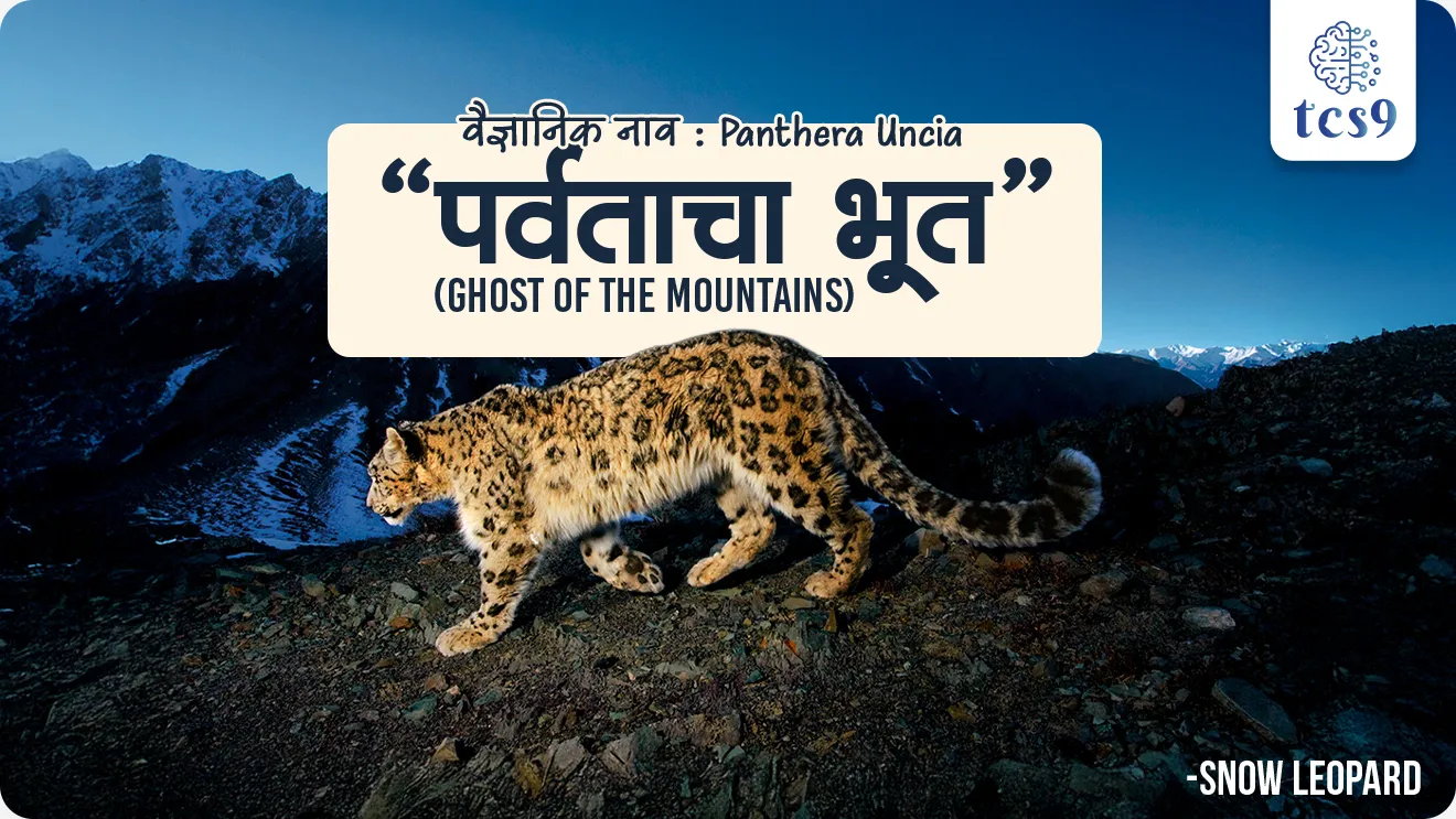 हिम बिबट्या बद्दल महत्त्वाची माहिती :
• वैज्ञानिक नाव (Scientific name) : Panthera uncia
• टोपणनाव : हिम बिबट्याला "पर्वताचा भूत" (Ghost of the Mountains) म्हणूनही ओळखले जाते.
• स्वभाव : एकाकी, लाजाळू व थंड हवामानास अनुरूप प्राणी.
• वास्तव्य : आशियातील उंच पर्वतीय प्रदेश — भारत, नेपाळ, भूतान, चीन आणि मध्य आशियातील काही देश.