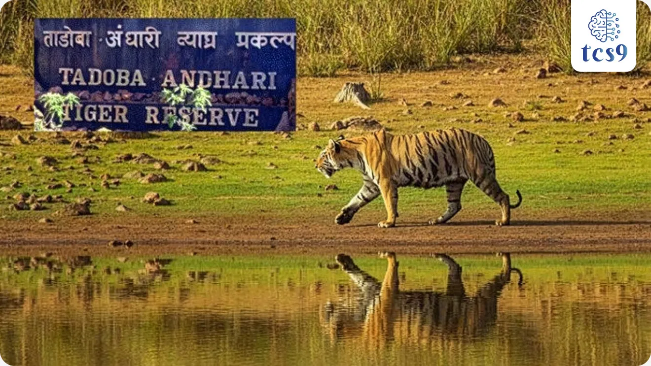 • ताडोबा-अंधारी व्याघ्र प्रकल्प परिसरातील ८०० एकर क्षेत्रात पर्यावरणीय पुनरुज्जीवन (Rewilding) करण्याचा महत्वाकांक्षी उपक्रम महाराष्ट्र सरकारने सुरू केला.
ताडोबा-अंधारी रिवाइल्डिंग प्रकल्पा बद्दल परीक्षेसाठी IMP वनलाईनर पॉईंट्स :
• ताडोबा-अंधारी रिवाइल्डिंग प्रकल्प हा महाराष्ट्रातील पहिला अधिकृत रिवाइल्डिंग प्रकल्प असून, यासाठी झिरोधा कंपनी आणि रेन मॅटर फाउंडेशन 100कोटींच्या निधीतून सहकार्य करणार आहेत.
• यातून ताडोबा-अंधारी व्याघ्र प्रकल्प परिसरातील ८०० एकर क्षेत्रात पर्यावरणीय पुनरुज्जीवन करण्यात येईल.
ताडोबा-अंधारी रिवाइल्डिंग प्रकल्पाचा उद्देश काय ?
• मोनोकल्चर वृक्षलागवड थांबवून नैसर्गिक जैवविविधता पुनर्संचयित करणे.
• निसर्गातील पर्यावरणीय समतोल परत आणणे.