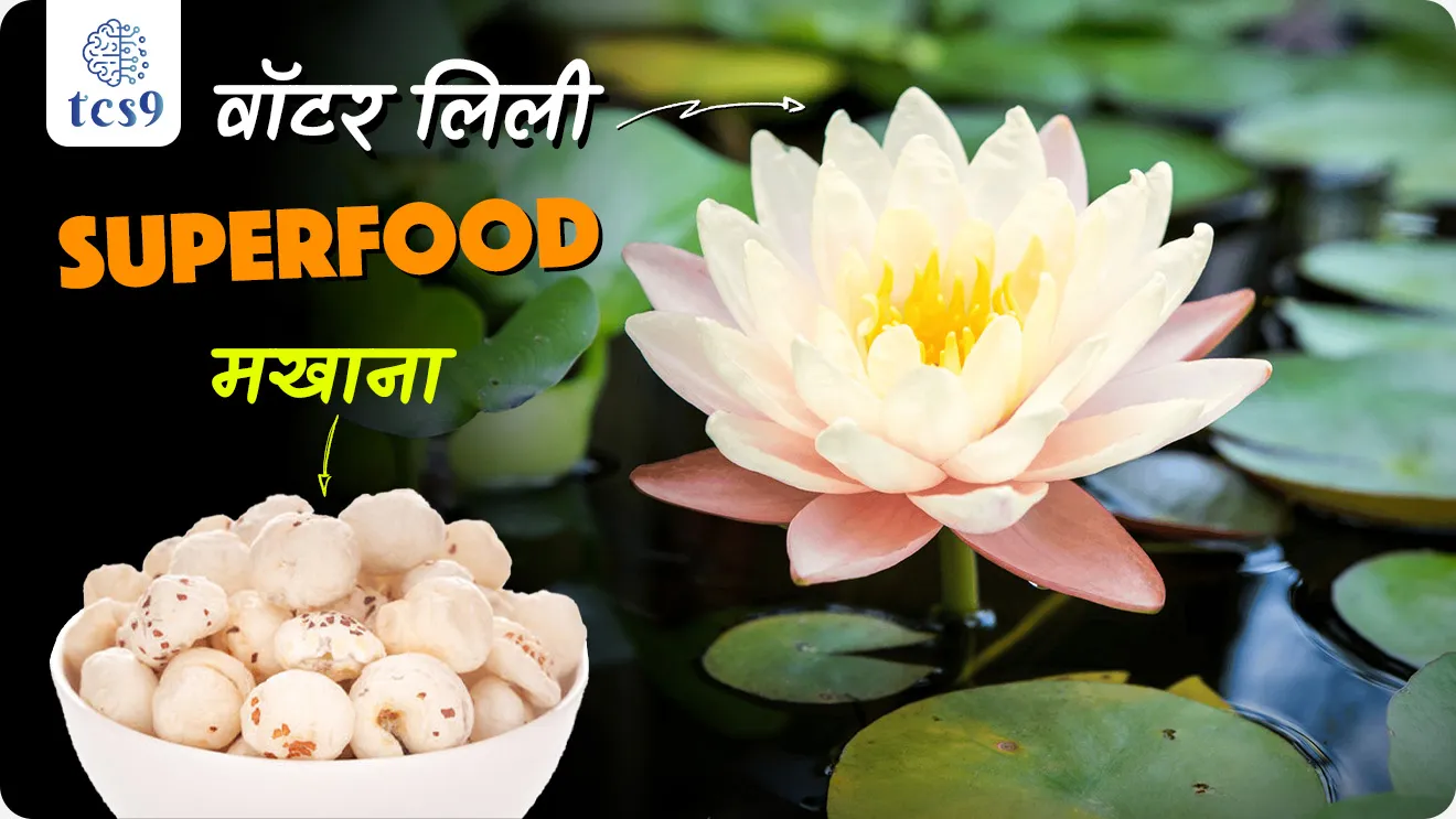 मखाना म्हणजे काय ? 
• युरियाल फेरॉक्स नावाच्या वॉटर लिलीच्या बिया, त्याला मखाना, फॉक्स नट्स किंवा कमळाच्या बिया म्हणून सुद्धा ओळखलं जातं.
• मखान्यामध्ये प्रथिने आणि फायबर असतात, तसेच कॅल्शियम, मॅग्नेशियम, लोह आणि फॉस्फरस सारख्या सूक्ष्म पोषक घटकांचा समावेश असतो.
• त्यामुळं याला 'सुपरफूड' म्हणूनही ओळखलं जातं. 

मखाना पीक लागवडीसाठी हवामान परिस्थिती कोणती ? 
• तापमान (Temperature)  :  20 ते 35 °C
• पाऊस (Rainfall) :  100 ते 250 सेमी 
• आर्द्रता (Humidity) : 50 ते 90%

भारतात मखानाचे सर्वाधिक उत्पादन कोणत्या राज्यात होते ? 
• भारतात मखानाचे सर्वाधिक उत्पादन बिहारमध्ये होते.
• बिहारमध्ये भारतातील 90%  मखाना तयार होतो.